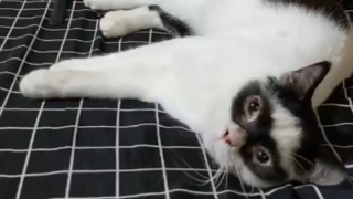 Illustration de l'article : Ce chat s’appelle Boy, mais tout le monde l’appelle Zorro, et on comprend pourquoi ! (vidéo)