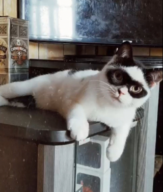 Illustration de l'article : Ce chat s’appelle Boy, mais tout le monde l’appelle Zorro, et on comprend pourquoi ! (vidéo)