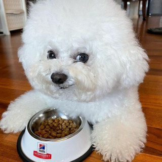 Illustration de l'article : 20 photos adorables d'un Bichon à poil frisé dont la mission consiste à vous mettre de bonne humeur