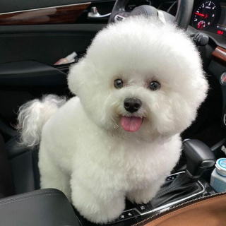 Illustration de l'article : 20 photos adorables d'un Bichon à poil frisé dont la mission consiste à vous mettre de bonne humeur