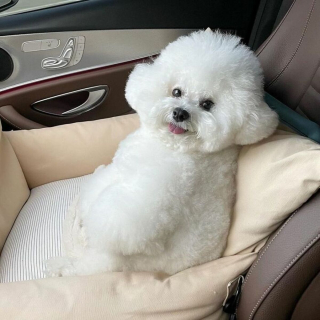 Illustration de l'article : 20 photos adorables d'un Bichon à poil frisé dont la mission consiste à vous mettre de bonne humeur