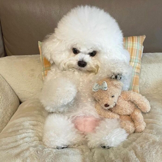 Illustration de l'article : 20 photos adorables d'un Bichon à poil frisé dont la mission consiste à vous mettre de bonne humeur
