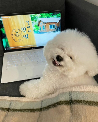 Illustration de l'article : 20 photos adorables d'un Bichon à poil frisé dont la mission consiste à vous mettre de bonne humeur