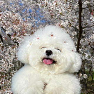 Illustration de l'article : 20 photos adorables d'un Bichon à poil frisé dont la mission consiste à vous mettre de bonne humeur