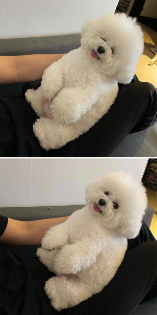 Illustration de l'article : 20 photos adorables d'un Bichon à poil frisé dont la mission consiste à vous mettre de bonne humeur
