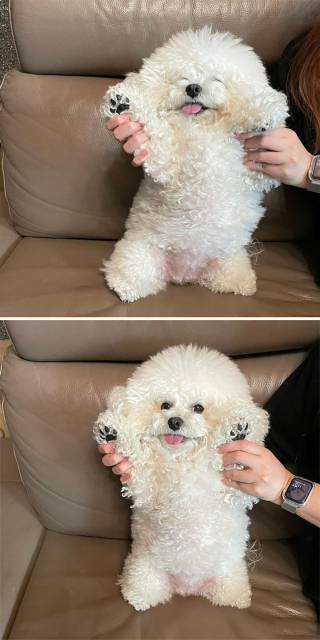 Illustration de l'article : 20 photos adorables d'un Bichon à poil frisé dont la mission consiste à vous mettre de bonne humeur