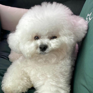 Illustration de l'article : 20 photos adorables d'un Bichon à poil frisé dont la mission consiste à vous mettre de bonne humeur