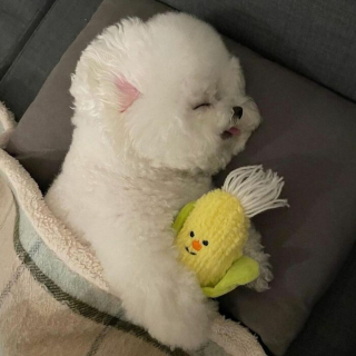 Illustration de l'article : 20 photos adorables d'un Bichon à poil frisé dont la mission consiste à vous mettre de bonne humeur