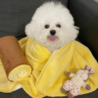 Illustration de l'article : 20 photos adorables d'un Bichon à poil frisé dont la mission consiste à vous mettre de bonne humeur