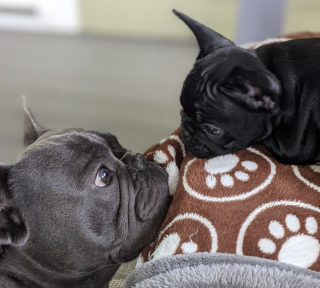 Illustration de l'article : 20 photos de chiens qui veulent partager leur joie du moment avec vous