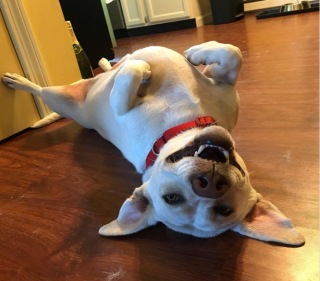 Illustration de l'article : 20 photos de chiens qui veulent partager leur joie du moment avec vous