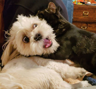 Illustration de l'article : 20 photos de chiens qui veulent partager leur joie du moment avec vous
