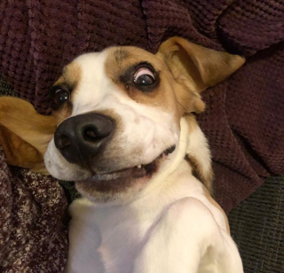 Illustration de l'article : 20 photos de chiens qui veulent partager leur joie du moment avec vous