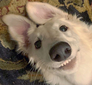 Illustration de l'article : 20 photos de chiens qui veulent partager leur joie du moment avec vous
