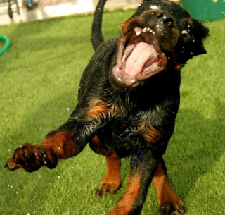 Illustration de l'article : 20 photos de chiens qui veulent partager leur joie du moment avec vous