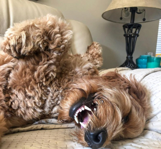 Illustration de l'article : 20 photos de chiens qui veulent partager leur joie du moment avec vous