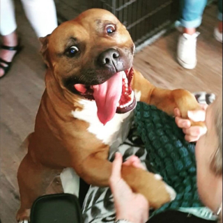 Illustration de l'article : 20 photos de chiens qui veulent partager leur joie du moment avec vous
