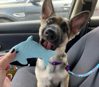 Illustration de l'article : 20 photos de chiens qui veulent partager leur joie du moment avec vous