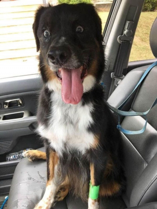 Illustration de l'article : 20 photos de chiens qui veulent partager leur joie du moment avec vous
