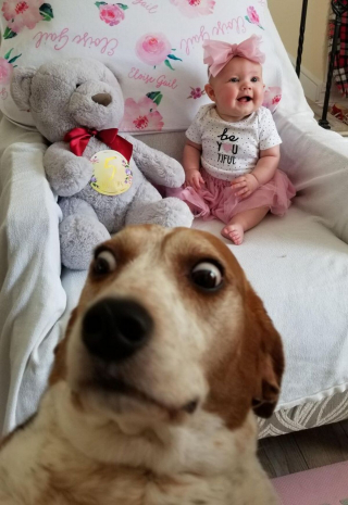 Illustration de l'article : 20 photos de chiens qui veulent partager leur joie du moment avec vous