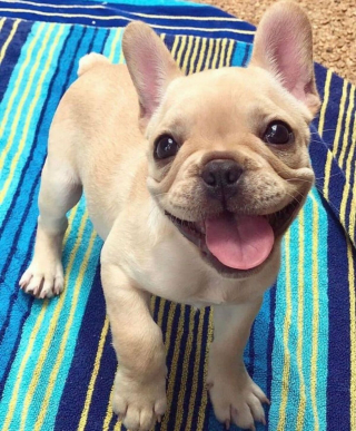 Illustration de l'article : 20 photos de chiens qui veulent partager leur joie du moment avec vous