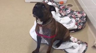 Illustration de l'article : Ce chien ne supporte plus la vie en refuge et pleure chaque jour toutes les larmes de son corps (vidéo)