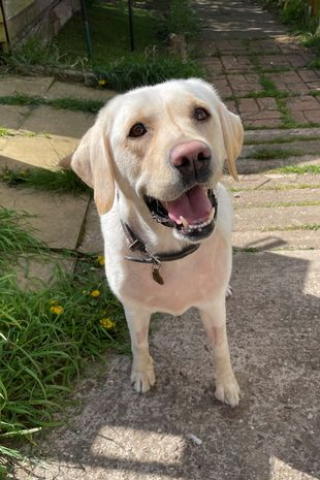 Illustration de l'article : À cause d’un bâton coincé dans la gorge, cette Labrador doit se battre et s’accrocher à la vie
