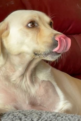 Illustration de l'article : À cause d’un bâton coincé dans la gorge, cette Labrador doit se battre et s’accrocher à la vie