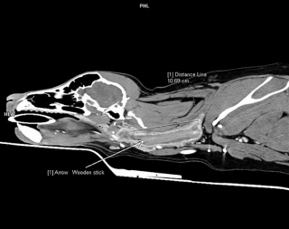 Illustration de l'article : À cause d’un bâton coincé dans la gorge, cette Labrador doit se battre et s’accrocher à la vie