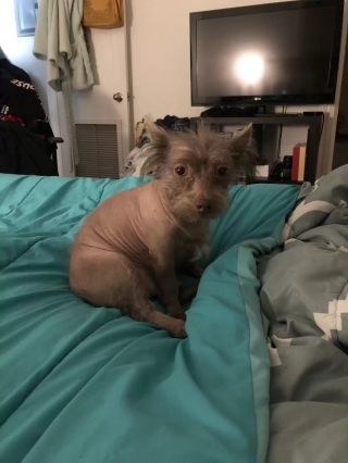 Illustration de l'article : Ce chien a une apparence si particulière que les gens le confondent avec une autre espèce (vidéo)