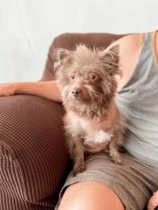 Illustration de l'article : Ce chien a une apparence si particulière que les gens le confondent avec une autre espèce (vidéo)