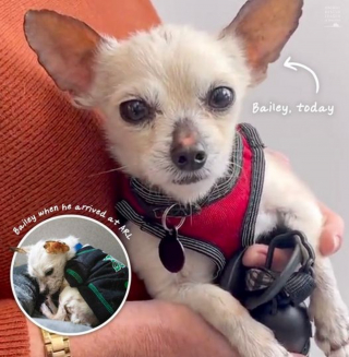 Illustration de l'article : Sauvé par la police, un chien maigre et malade qui se cachait dans les buissons remonte doucement la pente