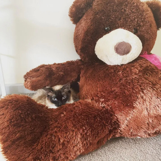 Illustration de l'article : Une chatte ne laisse personne s’approcher d’elle et de ses chatons, avant de réaliser qu’ils sont entre de bonnes mains