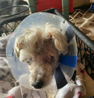 Illustration de l'article : Un chien maltraité toute sa vie se voit offrir une seconde chance grâce à des humains dévoués (vidéo)