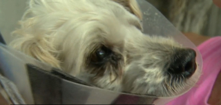 Illustration de l'article : Un chien maltraité toute sa vie se voit offrir une seconde chance grâce à des humains dévoués (vidéo)