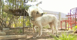 Illustration de l'article : Un chien maltraité toute sa vie se voit offrir une seconde chance grâce à des humains dévoués (vidéo)