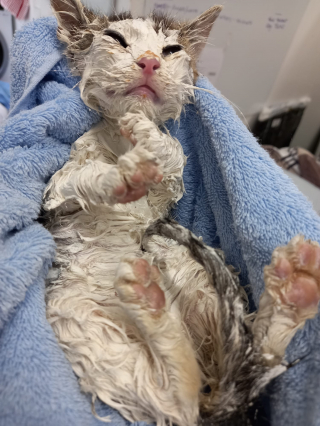 Illustration de l'article : Le combat pour sauver Ruby, une jeune chatte abandonnée dans de la peinture