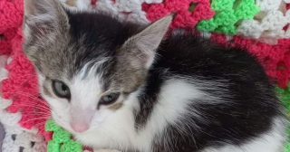 Illustration de l'article : Le combat pour sauver Ruby, une jeune chatte abandonnée dans de la peinture