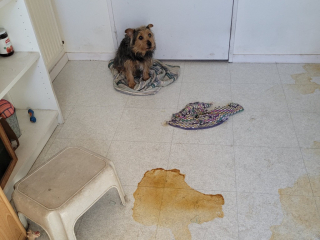 Illustration de l'article : Un abandon nécessite l’intervention en urgence des pompiers et forces de l’ordre