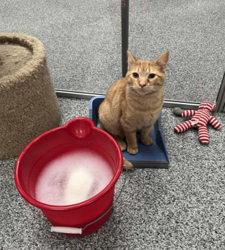 Illustration de l'article : Souhaitant aider des félins, une personne s’est retrouvée dépassée par les naissances et ses 40 chats ont été placés en refuge