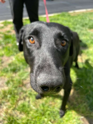 Illustration de l'article : Abandonn&eacute; sur une voie ferr&eacute;e, ce chien a attendu d&eacute;sesp&eacute;r&eacute;ment ses ma&icirc;tres sans bouger pendant une semaine