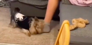 Illustration de l'article : La réaction hilarante de ce Yorkshire Terrier, rappelé à l’ordre par sa maman, fait le buzz sur TikTok (vidéo)