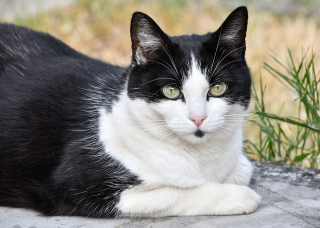 Illustration de l'article : Une chatte ressurgit 2 ans après sa disparition, grâce à un examen vétérinaire