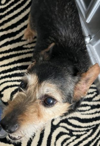 Illustration de l'article : 11 ans après la disparition de leur chien, ils reçoivent un appel inattendu