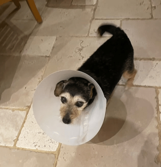 Illustration de l'article : 11 ans après la disparition de leur chien, ils reçoivent un appel inattendu