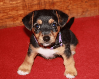 Illustration de l'article : 11 ans après la disparition de leur chien, ils reçoivent un appel inattendu