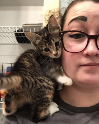 Illustration de l'article : Un chaton agressif retrouvé coincé dans un trou ne sait pas comment accorder sa confiance à ses sauveurs