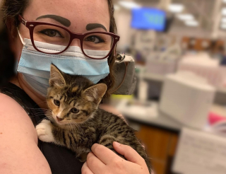 Illustration de l'article : Un chaton agressif retrouvé coincé dans un trou ne sait pas comment accorder sa confiance à ses sauveurs