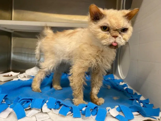 Illustration de l'article : Un chat qui n’avait connu que l’errance profite enfin d'une vie chaleureuse (vidéo)