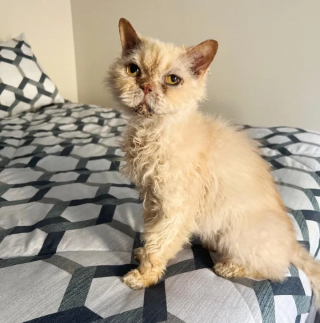 Illustration de l'article : Un chat qui n’avait connu que l’errance profite enfin d'une vie chaleureuse (vidéo)